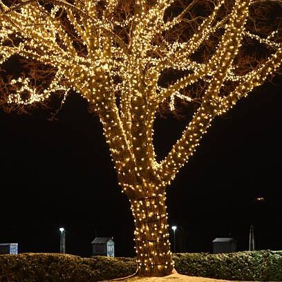 airy Lights & Festoon Lights Darwin | Buy Online – Brightglow